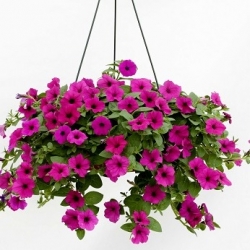 Петуния почвопокровная