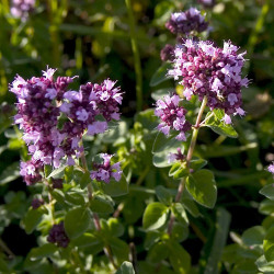 Пряновкусовые декоративные травы