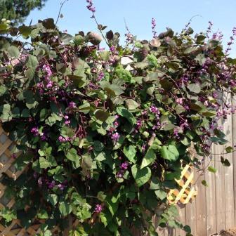 Гиацинтовые бобы