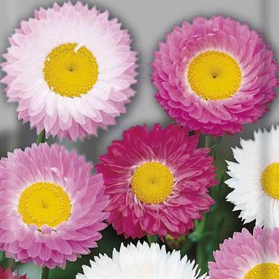 Акроклинум