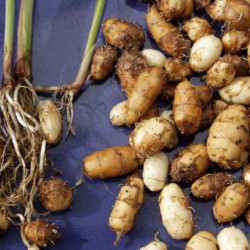 Чуфа (земляной миндаль)