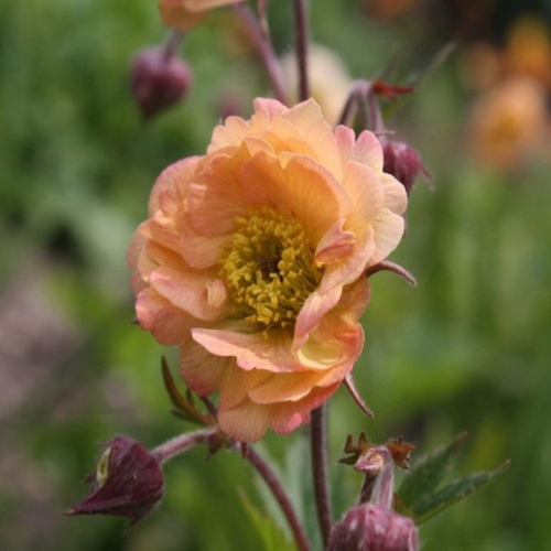 Гравилат чилийский