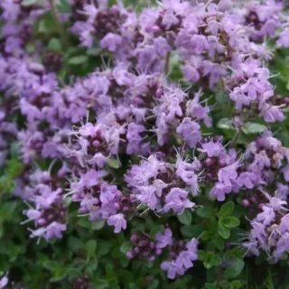 img-1: Чабер огородный Ароматный - ООО «Семена Тут»