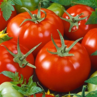 Томат Бабай F1 - ООО «Семена Тут»