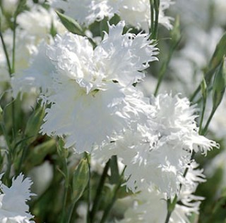 img-0: Гвоздика Элеганс Вайт [500 шт] - ООО «Семена Тут»