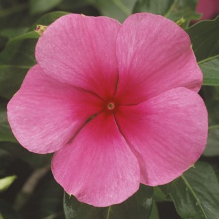 img-0: Катарантус Саншторм Роуз виз Ай [1000 шт] - ООО «Семена Тут»