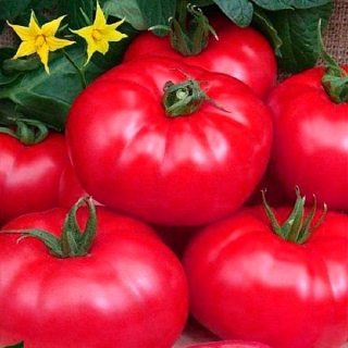 img-0: Томат Турмалин F1 - ООО «Семена Тут»