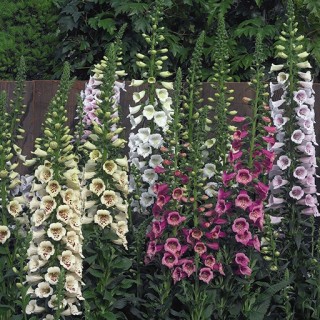 Наперстянка Камелот F1 микс [1000 шт] - ООО «Семена Тут»