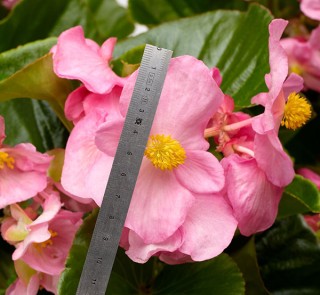 img-1: Бегония гибридная Топхэт Пинк [100 драже] - ООО «Семена Тут»