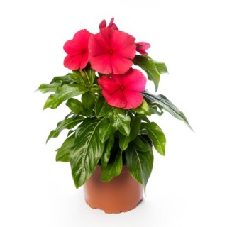 img-1: Катарантус Блокбастер Пунш [100 шт] - ООО «Семена Тут»