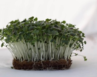 img-1: Капуста японская Мицуна красная Сангрия МЗ - ООО «Семена Тут»