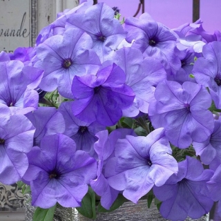 img-0: Петуния ампельная Ивнинг Сенсейшен [100 драже] - ООО «Семена Тут»