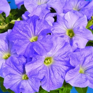 Петуния грандифлора Дримс Скай Блю [1000 драже] - ООО «Семена Тут»