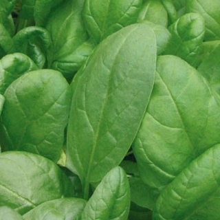 img-0: Шпинат Аполло F1 - ООО «Семена Тут»