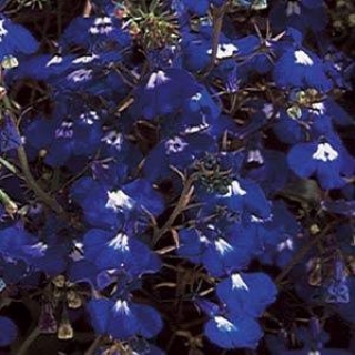 Лобелия ампельная Регата Сапфир [1000 м/драже] - ООО «Семена Тут»
