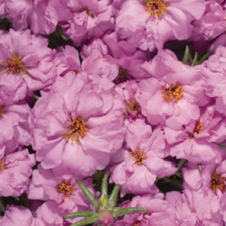 Портулак Стопвотч Роуз [100 драже] - ООО «Семена Тут»