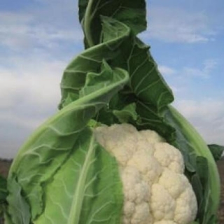 Капуста цветная Трайдент F1* - ООО «Семена Тут»