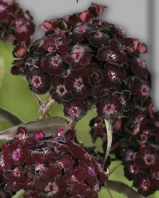 img-1: Гвоздика Турецкая Нигриканс - ООО «Семена Тут»