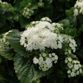 Агератум Хай Тайд F1 Вайт [50 драже] - ООО «Семена Тут»