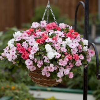 img-1: Бальзамин махровый Афина Микс [1000 шт] - ООО «Семена Тут»