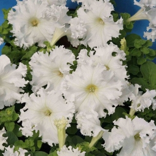 Петуния грандифлора фимбриата Крайкови завой [1000 драже] - ООО «Семена Тут»