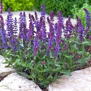 Шалфей дубравный Нью Дайменшн Блю [250 шт] - ООО «Семена Тут»