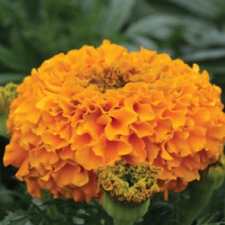 Бархатцы прямостоячие Дюн Оранж [1100 шт] - ООО «Семена Тут»