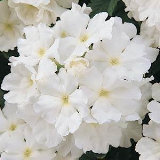 Вербена Кварц Вайт [30 шт] - ООО «Семена Тут»