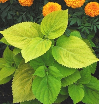 img-0: Колеус Джиант Эксибишен Лаймлайт [500 шт] - ООО «Семена Тут»