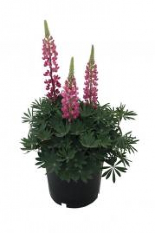 img-1: Люпин Люпини Ред [1000 шт] - ООО «Семена Тут»