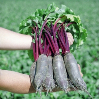 Свекла Таунус F1 [фракция семян: 3,5-4,0 мм] - ООО «Семена Тут»