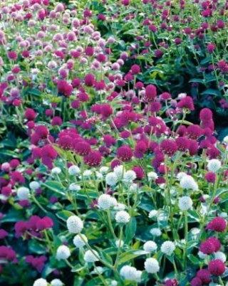 img-1: Гомфрена Высокая смесь окрасок - ООО «Семена Тут»