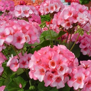 Пеларгония зональная Апаче Стар [5000 шт] - ООО «Семена Тут»