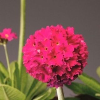 Примула зубчатая Королла Дип Роуз [1000 шт] - ООО «Семена Тут»