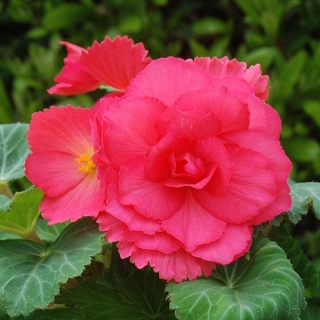 Бегония клубневая Америгибрид Роузформ Роуз [100 драже] - ООО «Семена Тут»