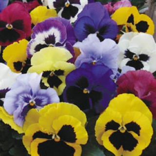img-1: Виола крупноцветковая Маммот Маскарад Микс [1000 шт] - ООО «Семена Тут»