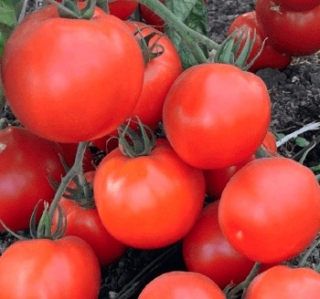 img-0: Томат Премьера F1 - ООО «Семена Тут»
