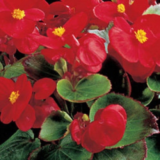 Бегония вечноцветущая Амбассадор Скарлет [5000 драже] - ООО «Семена Тут»