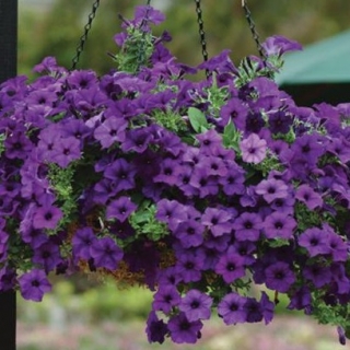 Петуния ампельная F1 Изи Вэйв Блю [250 драже] - ООО «Семена Тут»