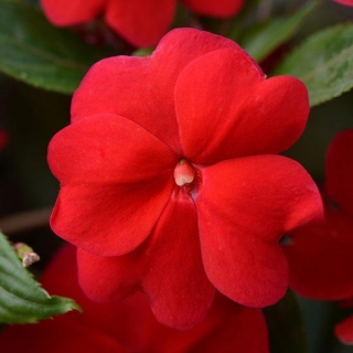 Бальзамин новогвинейский Дивайн Ред [100 шт] - ООО «Семена Тут»