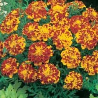 Бархатцы отклоненные Бонанза Болеро [10000 шт] - ООО «Семена Тут»