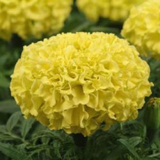 img-0: Бархатцы прямостоячие Тайшан Еллоу  [20 шт] - ООО «Семена Тут»