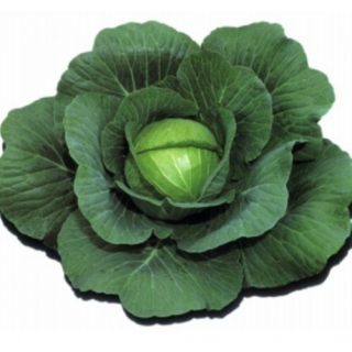 Капуста белокочанная Шармант F1 - ООО «Семена Тут»