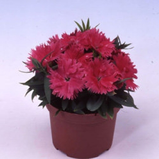 Гвоздика Диана Салмон [500 шт] - ООО «Семена Тут»