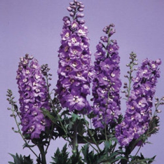 Дельфиниум Мэджик Фонтэйнс Лавендер Вайт Би  [1000 шт] - ООО «Семена Тут»