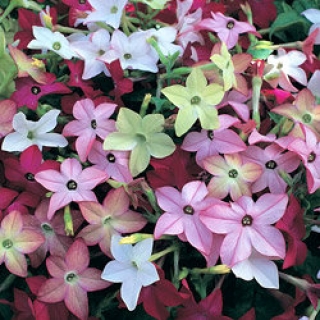 Табак Сандер Авалон Микс [1000 драже] - ООО «Семена Тут»