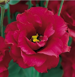 Эустома Арена 3 Ред  [500 драже] - ООО «Семена Тут»