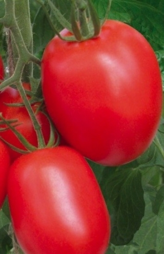 img-1: Томат Роксет F1 - ООО «Семена Тут»