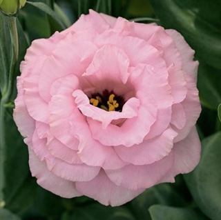 Эустома Арена 3 Хот Пинк  [500 драже] - ООО «Семена Тут»