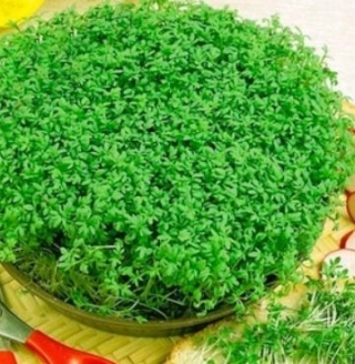 img-0: Кресс-салат Дукат МЗ - ООО «Семена Тут»